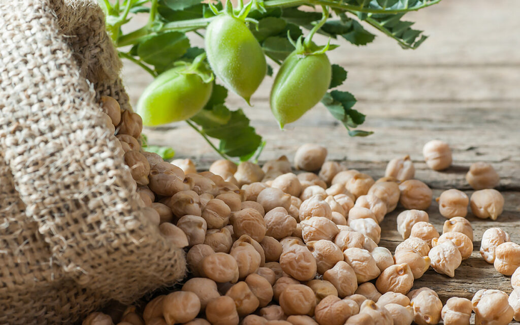 garbanzos