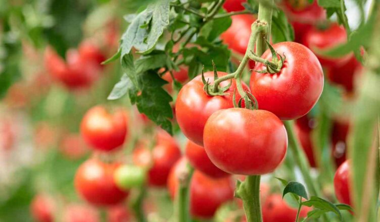 tomate